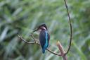 WINNER: A kingfisher sits unperturbed on a branch in the pouring rain at appropriately named RSPB Fowlmere. Picture: PETER BASH