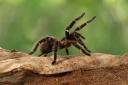 A tarantula looks similar to purseweb spiders