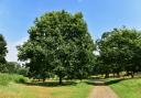 New laws are to be introduced in Ipswich parks, including Chantry Park
