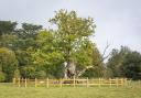 View of the ancient Tea Party Oak tree at Ickworth, Suffolk.