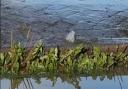 Water was seen coming up from underneath Highfield Road in Ipswich