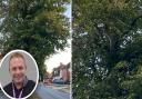 A councillor has raised concerns over overgrown trees and falling branches on Queens Way in Ipswich