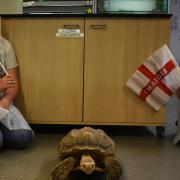 Bowser the tortoise, at Suffolk Rural, has predicted an England victory over Scotland at Euro 2020