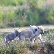 Jimmy's Farm has welcomed the arrival of arctic wolf puppies