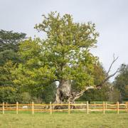 View of the ancient Tea Party Oak tree at Ickworth, Suffolk.