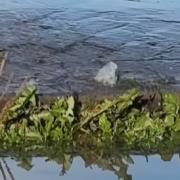 Water was seen coming up from underneath Highfield Road in Ipswich