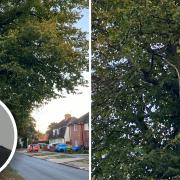 A councillor has raised concerns over overgrown trees and falling branches on Queens Way in Ipswich