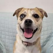 Can you give Barbie a forever home?