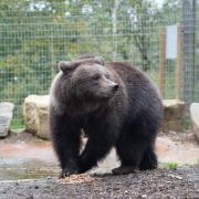 Brunhilda has arrived in Suffolk after escaping war, corruption and political turmoil