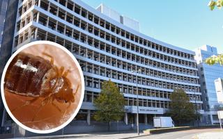 Industrial action may be taken at the HM Revenues and Customs office in Brooke Lawrance House over bed bugs, Charlotte Bond