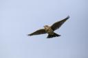 Skylarks can be seen rising into the sky, singing above the Suffolk countryside. Photo: MikeLane45/GettyImages