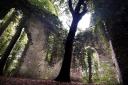 Could you sleep at night if you had condemned a witch? East Somerton's buried witch in a ruined church