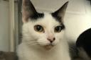 Two cats were found abandoned in an Ipswich car park