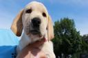 Could you give a guide dog a home in Suffolk?