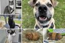 Could you give any of these Dorset RSPCA pets a home?