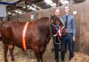 Red Poll Breed Champion : Hopeham Iron-Ore pictured with Rolf and James Marschalek of Stowmarket