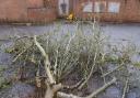 The remains of trees cut down on Walnut Walk in Stowmarket