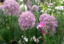 The tranquillity of flowers - a colourful display in the flower tent. Picture: Sue Foster