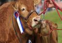 The Grand Parade on the final day of the Suffolk Show 2018  Picture: SARAH LUCY BROWN