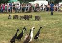 Dog and Duck show at Suffolk Show Picture: MEGAN ALDOUS