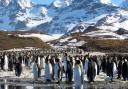 Penguins enjoying the spring sunshine  from the BBC's Frozen Planet which is being screened with a live score by the BBC Concert Orchestra conducted by composer George Fenton. Photo: Chadden Hunter