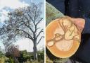 A diseased tree in Belstead Road had to be cut down yesterday for safety reasons.