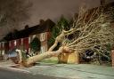 A fallen tree caused chaos in Nacton Road in Ipswich