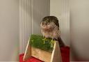 A sparrowhawk was rescued from a warehouse in Ipswich