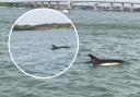 A dolphin was spotted near the Orwell Bridge this weekend.