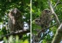A new brood of owlets were spotted in Christchurch Park this bank holiday weekend.