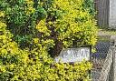 A large nest was discovered in Franklin Road at the Drake Avenue sign, Ipswich.