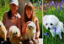 Tuppence the poodle died after eating something in Ipswich's Christchurch Park