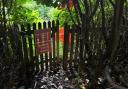 Overgrown area off Jovian Way, Ipswich.