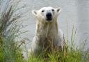 Hope the polar bear at Jimmy's Farm & Wildlife Park enjoying a swim