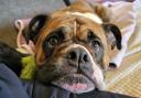 Can you give Mabel a forever home?