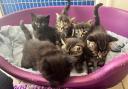 A cat and her day-old kittens were handed into an animal charity near Ipswich