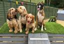 A new family-run dog daycare facility has opened in a village near Ipswich.