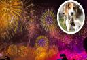 Here are some top tips to keep your dog happy around fireworks this weekend