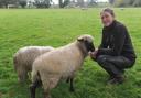 Amber Pirie, of Baylham House Rare Breeds Farm, with some of the sheep at the site