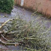 Walnut trees have been felled in Stowmarket