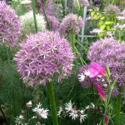 The tranquillity of flowers - a colourful display in the flower tent. Picture: Sue Foster