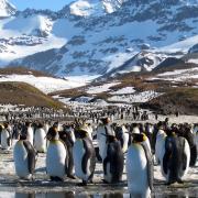 Penguins enjoying the spring sunshine  from the BBC's Frozen Planet which is being screened with a live score by the BBC Concert Orchestra conducted by composer George Fenton. Photo: Chadden Hunter