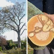 A diseased tree in Belstead Road had to be cut down yesterday for safety reasons.