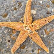 The starfish was found on Felixstowe beach