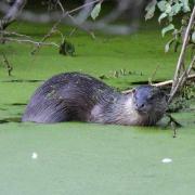 A European Otter was spotted in Holywells Park in Ipswich