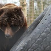 Diego the Bear is now at Jimmy's Farm