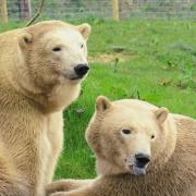 Flocke and Tala have arrived at their new home in Suffolk