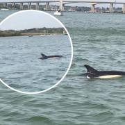 A dolphin was spotted near the Orwell Bridge this weekend.