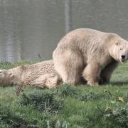 Another polar bear, Hope, has joined her mum and sister (pictured) at Jimmy's Farm & Wildlife Park in Wherstead.