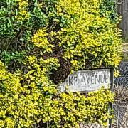 A large nest was discovered in Franklin Road at the Drake Avenue sign, Ipswich.